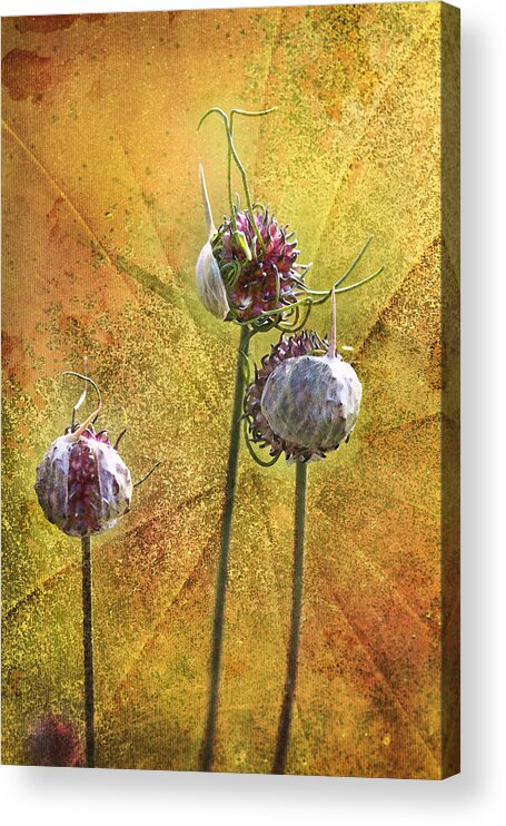 Wild Acrylic Print featuring the photograph Wild Allium Ala Grunge by Kathy Clark