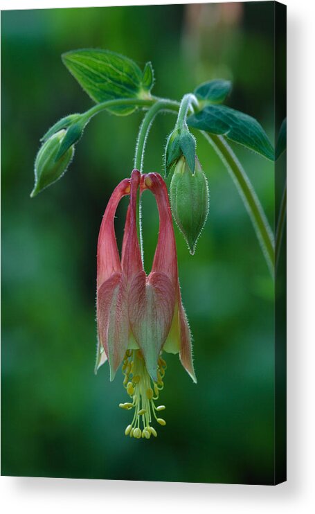 Aquilegia Canadensis Acrylic Print featuring the photograph Wild Columbine Flower by Daniel Reed