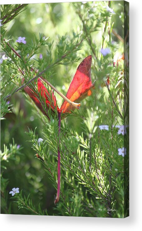 Leaves Acrylic Print featuring the photograph Wings Of A Butterfly by Amy Gallagher