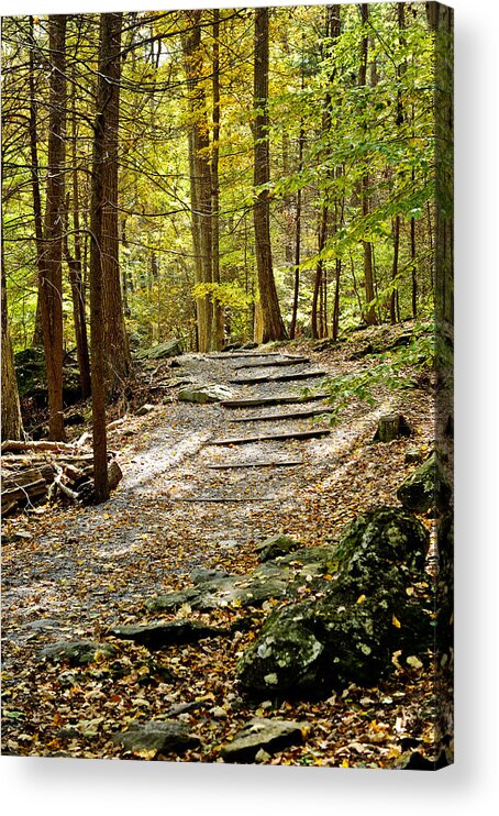 Forest Acrylic Print featuring the photograph Wooded Stairway by Kelley Nelson