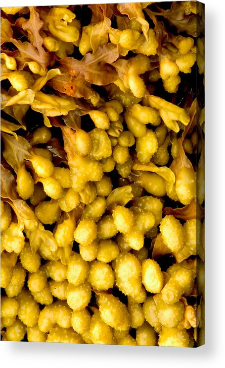 Kelp Acrylic Print featuring the photograph Yellow Kelp Pods by Brent L Ander