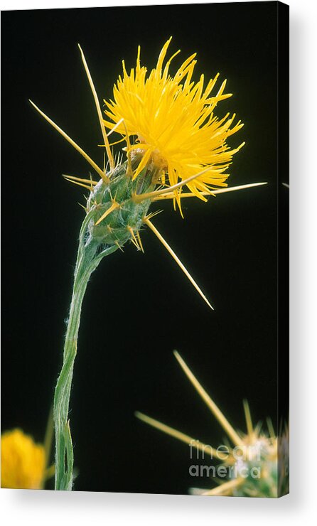 Yellow Starthistle Acrylic Print featuring the photograph Yellow Starthistle by Science Source