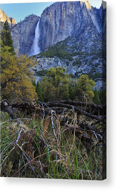 Yosemite Falls Acrylic Print featuring the photograph Yosemite Falls from the Valley Floor by Rick Berk