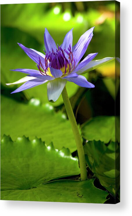 Blue Acrylic Print featuring the photograph Blue water lily by Carole Lloyd