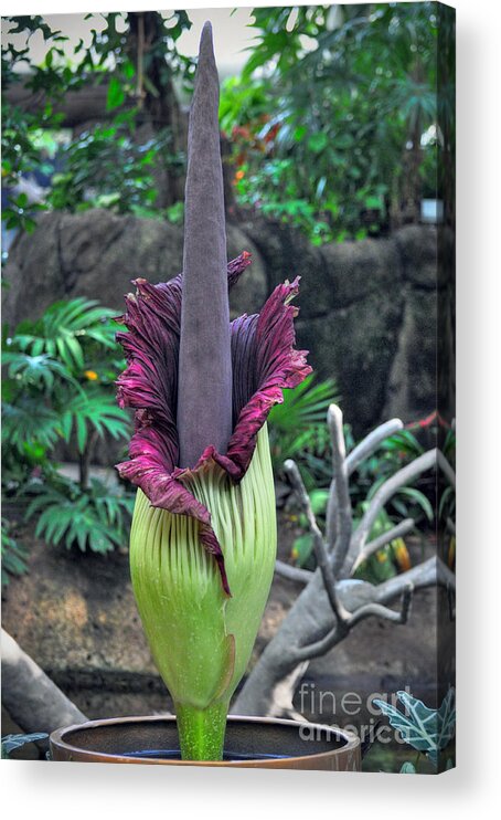 Morticia Acrylic Print featuring the photograph Corpse Flower by Savannah Gibbs