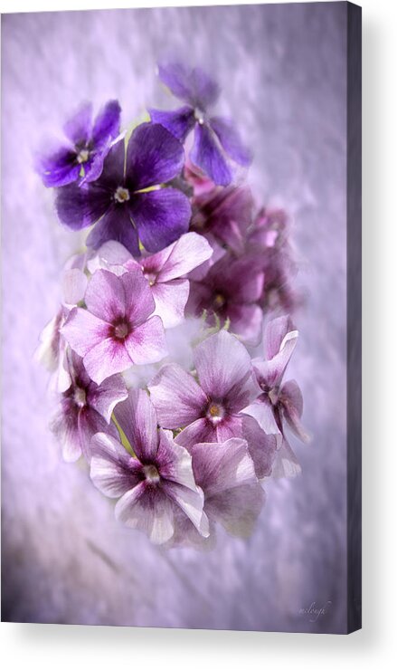 Geranium Acrylic Print featuring the photograph Pretty In Pink by Mary Clough