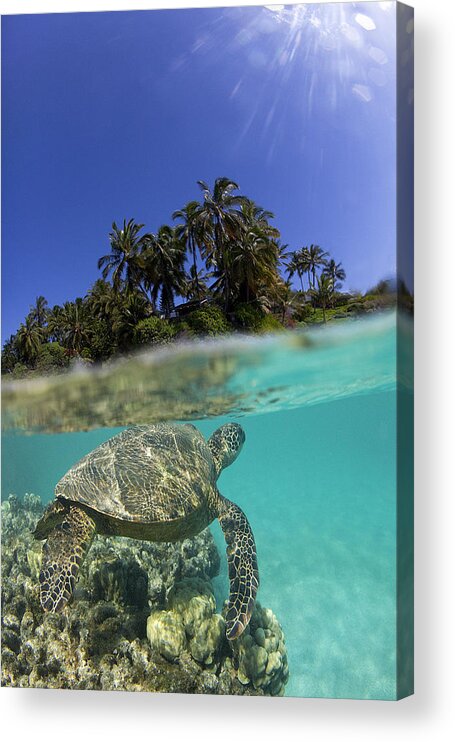 Sea Turtles Sea Sky Palmtrees Turtle Ocean Acrylic Print featuring the photograph Above N Below #1 by James Roemmling