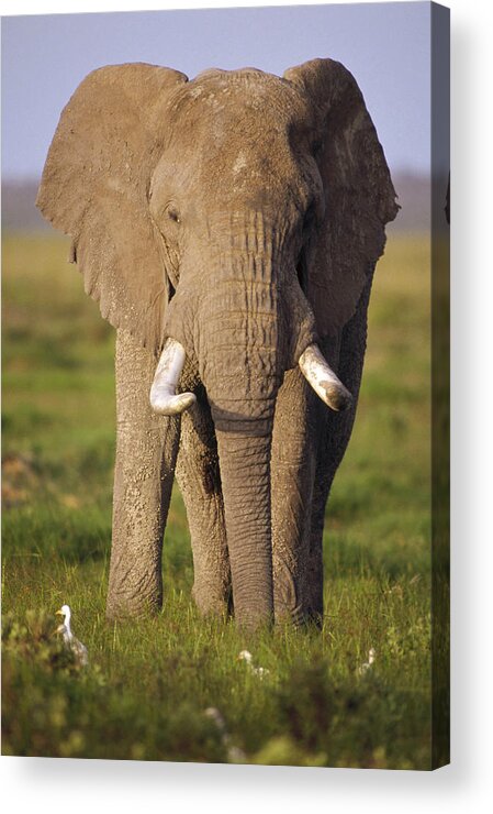 Mp Acrylic Print featuring the photograph African Elephant Loxodonta Africana #1 by Gerry Ellis