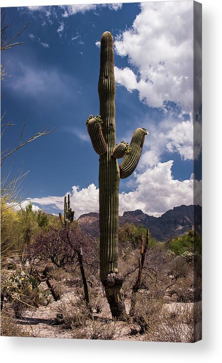 Arizona Acrylic Print featuring the photograph Arizona Cactus #2 by David Palmer