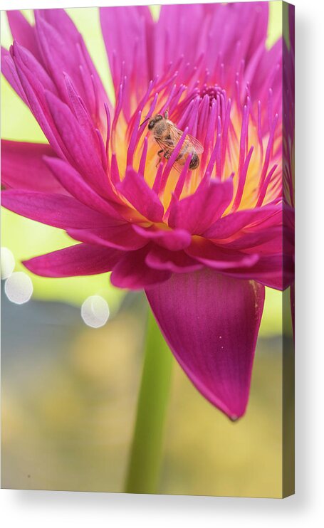 Lily Acrylic Print featuring the photograph Attraction. by Usha Peddamatham