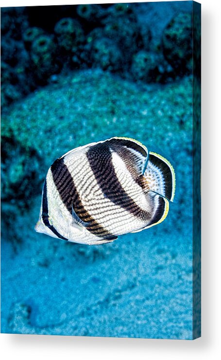 Banded Butterflyfish Acrylic Print featuring the photograph Banded Butterflyfish #1 by Perla Copernik