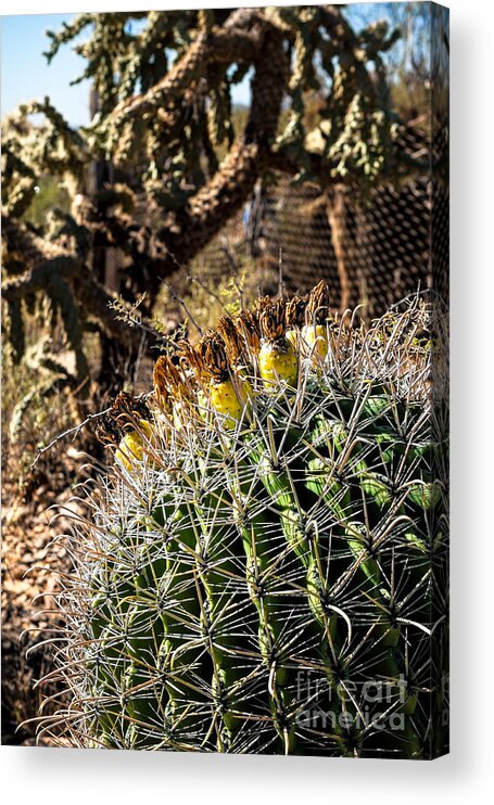 Arid Acrylic Print featuring the photograph Barrel Cactus #1 by Lawrence Burry