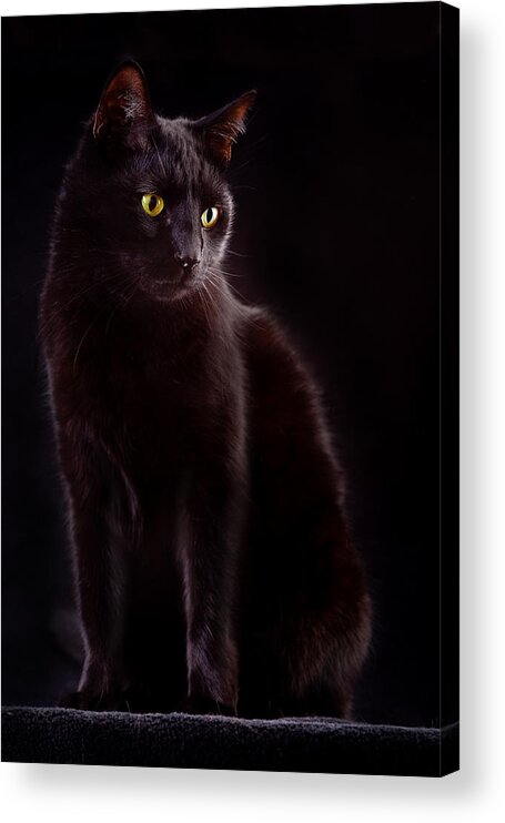 Black Cat Acrylic Print featuring the photograph Black Cat #2 by Dirk Ercken