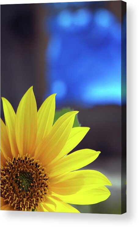 Sunflower Acrylic Print featuring the photograph Burst of Sunshine by James Knight