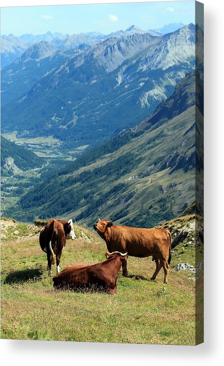 Agriculture Acrylic Print featuring the photograph Cows at the Galibier pass, France #1 by Elenarts - Elena Duvernay photo