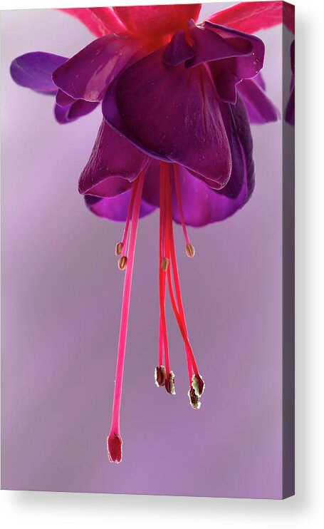 Flora Acrylic Print featuring the photograph Dance of the Fuschia #1 by Shirley Mitchell