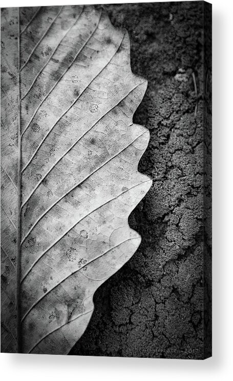 Leaf Acrylic Print featuring the photograph Dried Leaf #1 by Henri Irizarri