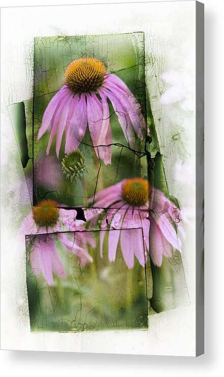 Echinacea Acrylic Print featuring the photograph Echinacea #1 by Jeff Klingler