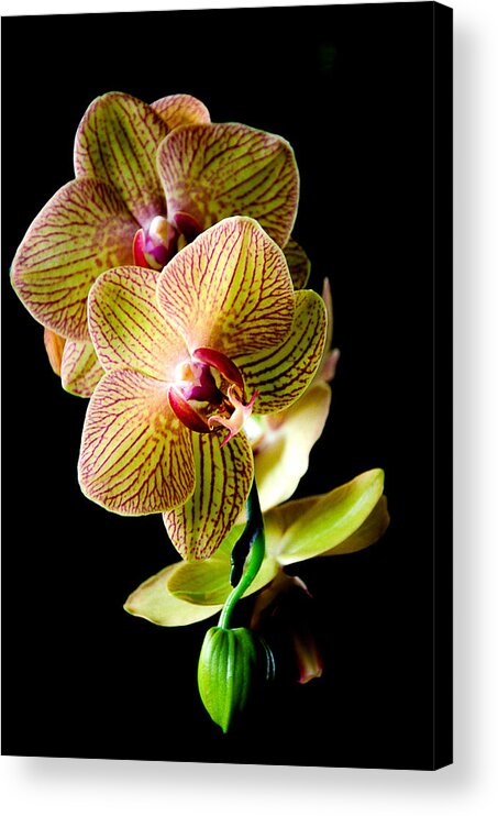 Orchids Acrylic Print featuring the photograph Exotic Orchid Bloom #2 by Julie Palencia
