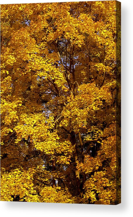 Fall Acrylic Print featuring the photograph F A L L #1 by Thomas Herzog