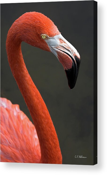 Flamingo Acrylic Print featuring the photograph Flamingo by Christopher Holmes
