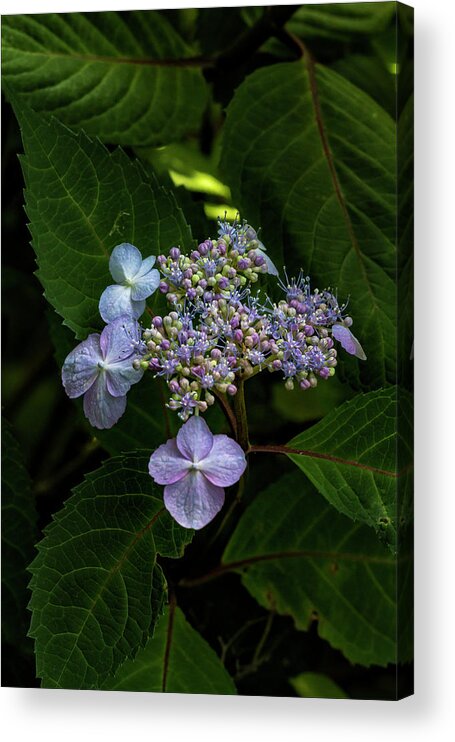 Flowers And Leaves Acrylic Print featuring the photograph Flowers and Leaves #1 by Robert Ullmann