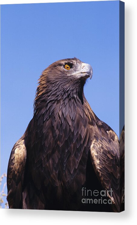 Animal Art Acrylic Print featuring the photograph Golden Eagle #1 by John Hyde - Printscapes