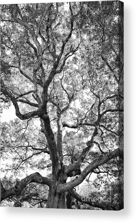 Oak Acrylic Print featuring the photograph Granby Oak #1 by HD Connelly