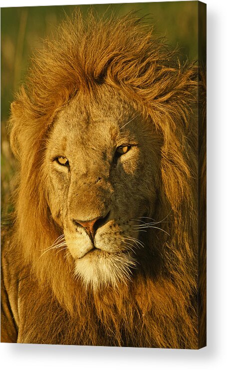 Lion Acrylic Print featuring the photograph His Majesty #1 by Michele Burgess