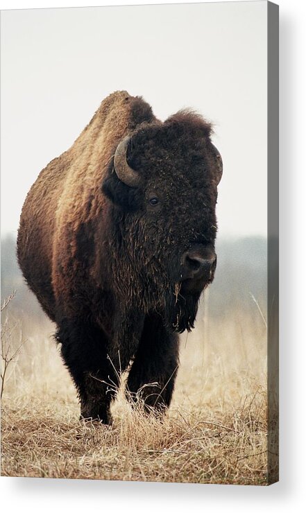  Buffalo Acrylic Print featuring the photograph His Majesty #1 by Rick Rauzi