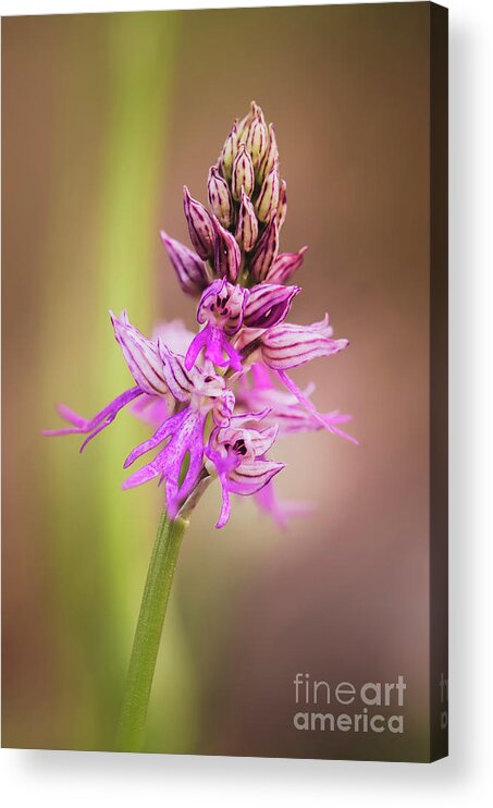 Hybrid Acera Anthropophorum X Orchis Italica Acrylic Print featuring the photograph hybrid orchid A.anthropophorum x O.italica. Orchis x bivonae #1 by Perry Van Munster
