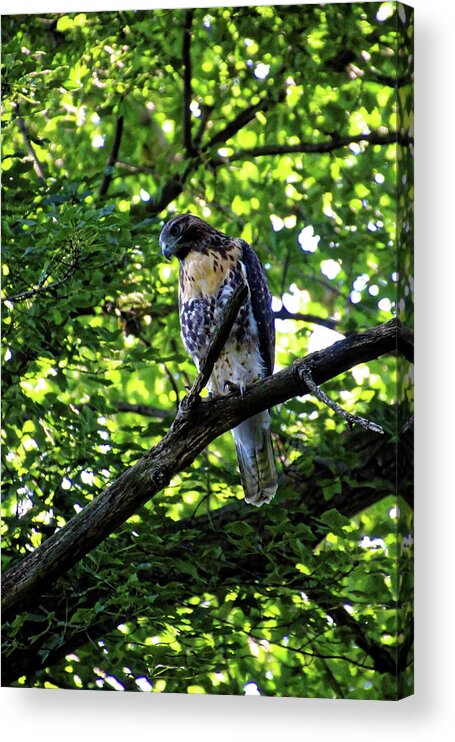 Hawk Acrylic Print featuring the photograph I See You by Doolittle Photography and Art