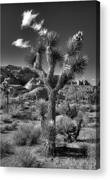 Black & White Acrylic Print featuring the photograph Joshua Tree and Cloud by Peter Tellone