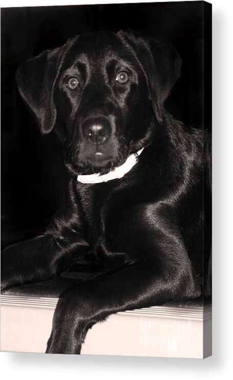 Labrador Retriever Acrylic Print featuring the photograph Labrador Retriever #1 by Cathy Beharriell
