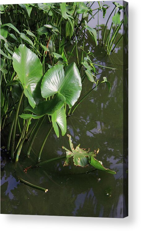  Bay Acrylic Print featuring the photograph Lake Plants #1 by Frank Romeo
