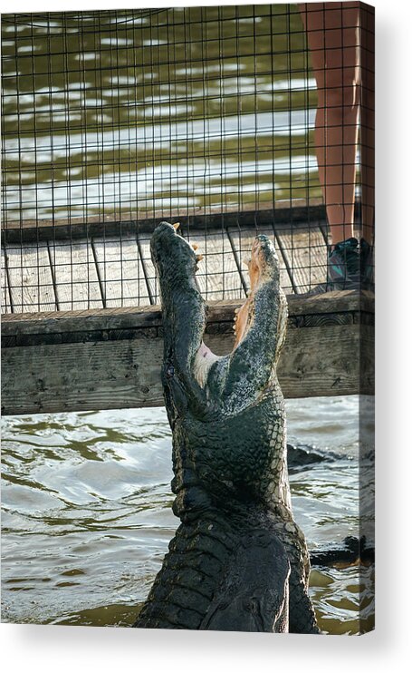 Alligator Acrylic Print featuring the photograph Leaping Lizard #1 by Travis Rogers