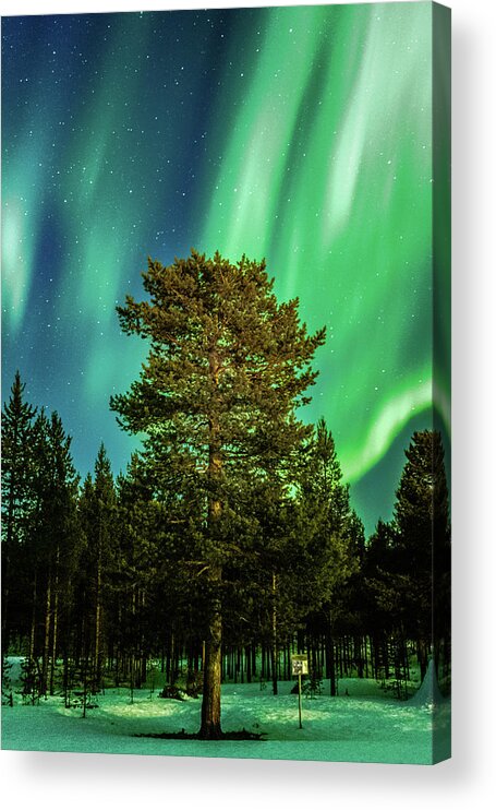 Landscape Acrylic Print featuring the photograph Majestic Tree Under the Northern Lights Karasjok Norway #1 by Adam Rainoff