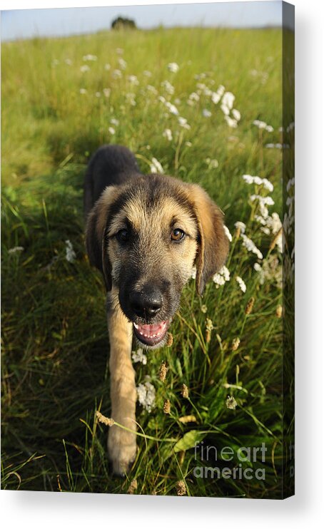Dog Acrylic Print featuring the photograph Mixed-breed Puppy #1 by David & Micha Sheldon