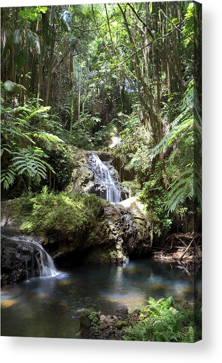 Waterfalls Acrylic Print featuring the photograph Onomea Waterfalls #2 by Susan Rissi Tregoning