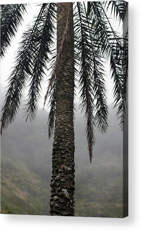  Acrylic Print featuring the photograph Palm, Koolau Trail, Oahu #1 by Kenneth Campbell