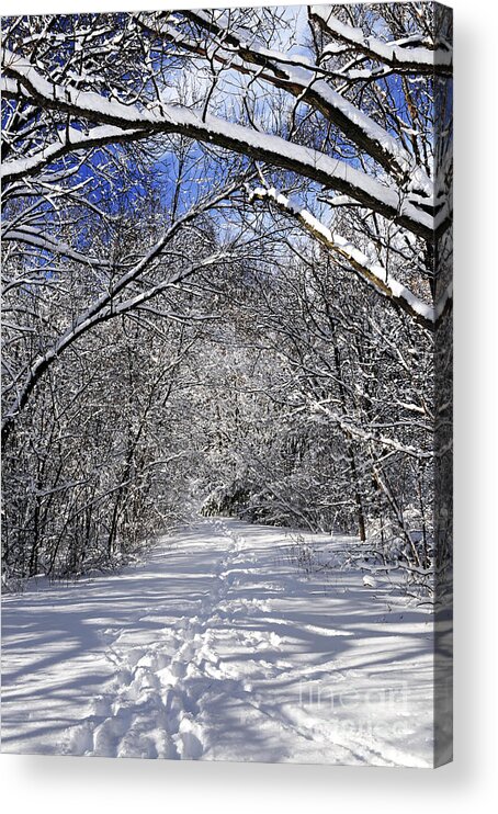 Winter Acrylic Print featuring the photograph Path in winter forest 4 by Elena Elisseeva