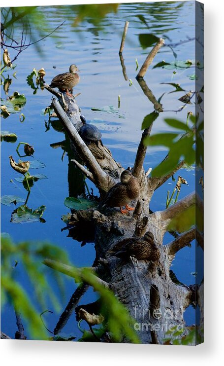 Photography Acrylic Print featuring the photograph Peaceful Co-existence #1 by Sean Griffin
