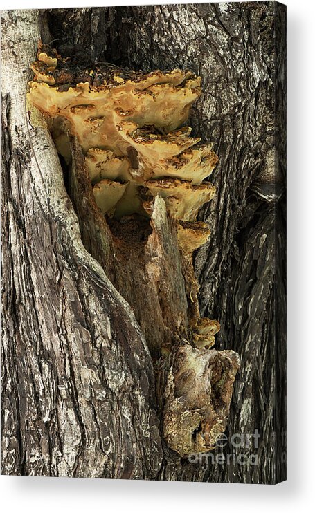 Tree Acrylic Print featuring the photograph Peeping through woods #1 by Kiran Joshi