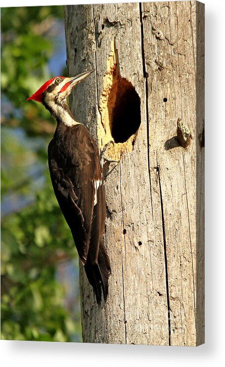Woodpecker Acrylic Print featuring the photograph Pileated #26 #1 by James F Towne