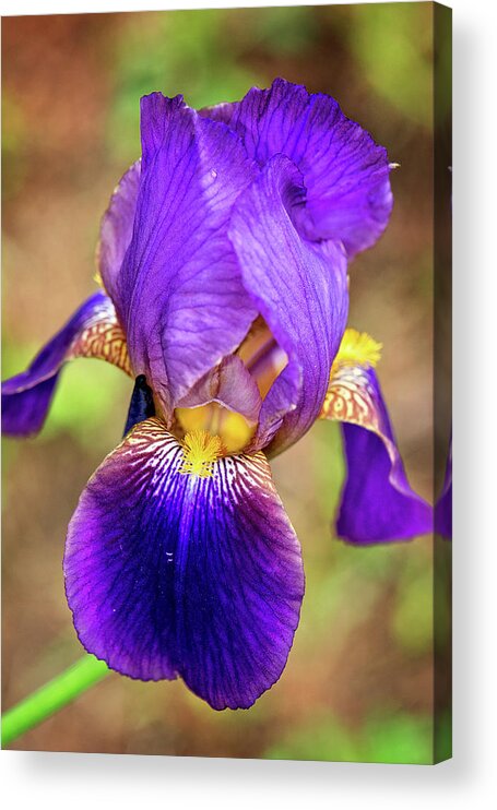 Purple Bearded Iris Print Acrylic Print featuring the photograph Purple Bearded Iris Print by Gwen Gibson