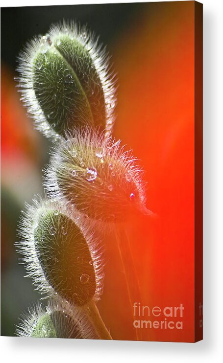 Poppy Acrylic Print featuring the photograph Red Corn Poppy Bud and Red Dots #1 by Heiko Koehrer-Wagner