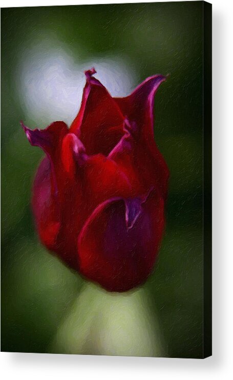 Red Acrylic Print featuring the painting Red Rose #1 by Prince Andre Faubert