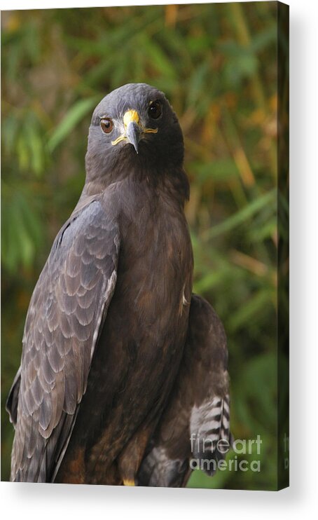 Red Tail Hawk Acrylic Print featuring the photograph Red Tail Hawk #1 by Marc Bittan