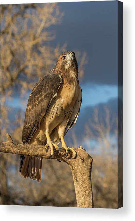 Red Tailed Hawk Acrylic Print featuring the photograph Red-tailed Hawk Portrait #1 by Tony Hake