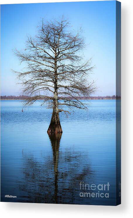 Cyprus Trees Acrylic Print featuring the photograph Reflection #1 by Veronica Batterson